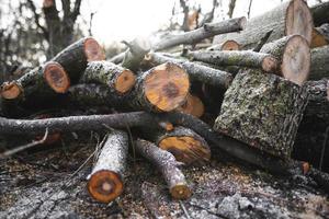 molti tagliare alberi nel il foresta per legna da ardere foto