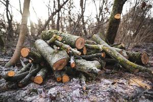 molti tagliare alberi nel il foresta per legna da ardere foto