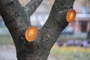 tagliare via asciutto rami su alberi, un' fresco marchio su il tronco foto