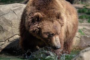 ritratto di Marrone orso ursus arctos beringianus. kamchatka Marrone orso. foto