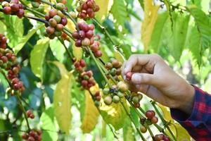 giovane asiatico caffè contadino detiene mazzo di maturo caffè ciliegie per studia e per memorizzare il in crescita dati e raccolta stagione a il suo proprio caffè giardino. foto