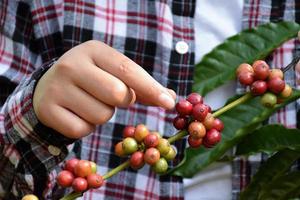 giovane asiatico caffè contadino detiene mazzo di maturo caffè ciliegie per studia e per memorizzare il in crescita dati e raccolta stagione a il suo proprio caffè giardino. foto