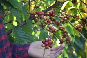 giovane asiatico caffè contadino detiene mazzo di maturo caffè ciliegie per studia e per memorizzare il in crescita dati e raccolta stagione a il suo proprio caffè giardino. foto