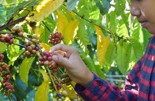 giovane asiatico caffè contadino detiene mazzo di maturo caffè ciliegie per studia e per memorizzare il in crescita dati e raccolta stagione a il suo proprio caffè giardino. foto