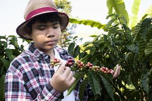 ritratto giovane asiatico caffè contadino detiene mazzo di maturo caffè ciliegie per studia e per memorizzare il in crescita dati e raccolta stagione a il suo proprio caffè giardino, morbido e selettivo messa a fuoco. foto