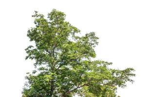 albero isolato su sfondo bianco foto