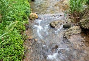 un' piccolo ruscello nel il foresta foto