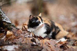 tre colore gatto all'aperto a parco nel le foglie a freddo tempo atmosferico. foto