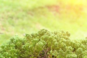 modello di foglie verdi per il concetto di stagione estiva o primaverile, sfocatura delle foglie strutturata, sfondo della natura foto