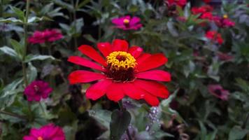 Comune zinnia elegans fiore o colorato rosso fiore nel il giardino. foto