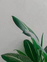 idiota pianta è un' genere di tropicale fioritura impianti nel il famiglia aglonema. bianca e petalo sfondo. foto