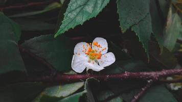 bianca bellissimo fiore di Kersen albero, o muntingia calabura fiore. foto