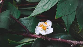 bianca bellissimo fiore di Kersen albero, o muntingia calabura fiore. foto