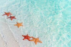 tropicale bianca sabbia con rosso stella marina nel chiaro acqua foto