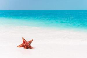 tropicale bianca sabbia con rosso stella marina nel chiaro acqua foto