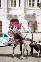 tradizionale cavallo allenatore fiaker nel vienna Austria foto