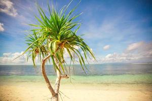 poco tropicale Noce di cocco palma albero nel deserto isola sfondo blu cielo foto