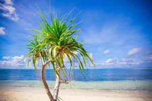 poco tropicale Noce di cocco palma albero nel deserto isola sfondo blu cielo foto