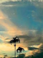 bellissimo Noce di cocco palma albero con sorprendente vivido cielo a tramonto foto