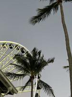 Ferris ruota nel il parco a il centro miami a tramonto foto