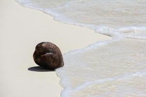 Noce di cocco su tropicale bianca sabbia spiaggia nel un' soleggiato giorno foto