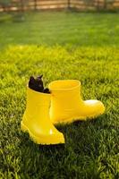 divertente nero gattino seduta nel giallo stivale su erba. carino Immagine concetto per cartoline calendari e opuscoli con animale domestico foto