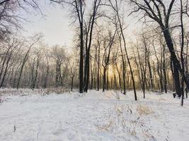 inverno tramonto nel neve coperto parco. stagione e freddo tempo metereologico concetto foto