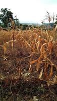 natura erba paesaggio fiore verde villaggio campo di riso risaia foto