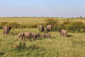 selvaggio elefanti nel il Bushveld di Africa su un' soleggiato giorno. foto
