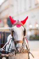 tradizionale cavallo allenatore fiaker nel vienna Austria foto