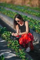 contento donna raccolta su fragole su piantagione foto