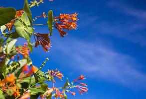 fiorire fiore giardino nel molla, su un' blu cielo con sole sfondo foto