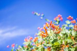 fiorire fiore giardino nel molla, su un' blu cielo con sole sfondo foto