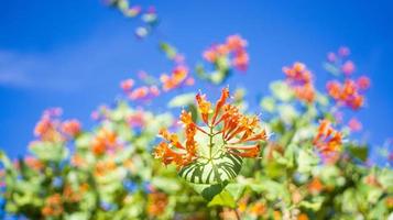 fiori e natura nel il mattina ancora luminosa Questo fiore è lonicera caprifoglio cielo è chiaro foto