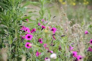 selvaggio fiori nel il fiorito prato foto