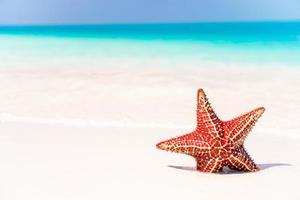 tropicale bianca sabbia con rosso stella marina nel chiaro acqua foto