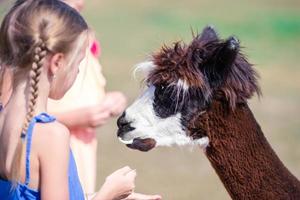 affascinante poco ragazza è giocando con carino alpaca nel il parco foto