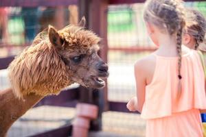 affascinante poco ragazza è giocando con carino alpaca nel il parco foto