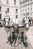 tradizionale cavallo allenatore fiaker nel vienna Austria foto