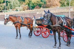 tradizionale cavallo allenatore fiaker nel Europa foto