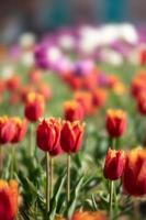 fioritura tulipani primavera sfondo
