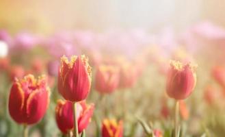 fioritura tulipani primavera sfondo