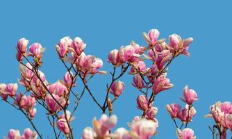 magnolia fiori nel primavera volta. foto