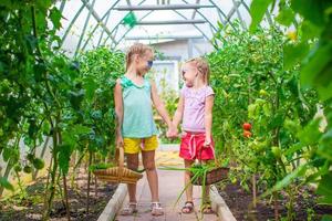 adorabile poco ragazze raccolta Ritaglia cetrioli e pomodori nel serra foto