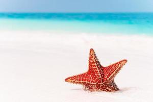 tropicale bianca sabbia con rosso stella marina nel chiaro acqua foto