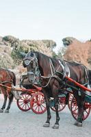 tradizionale cavallo allenatore fiaker nel vienna Austria foto