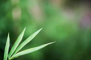 sfondo di bambù verde foto