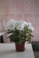 fiori bianchi in una pentola foto