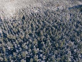 fotografia aerea di alberi durante il giorno foto