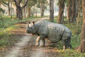 rinoceronte a camminare attraverso una strada foto